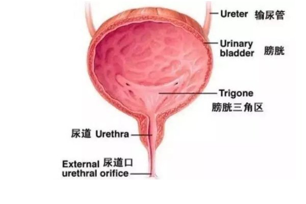 addis计数是什么？