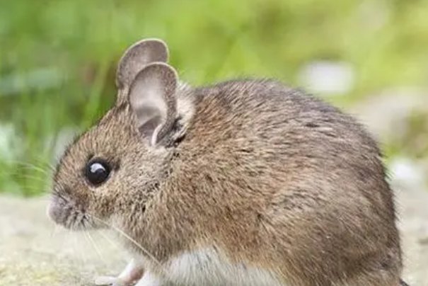 秋高气爽是何肖