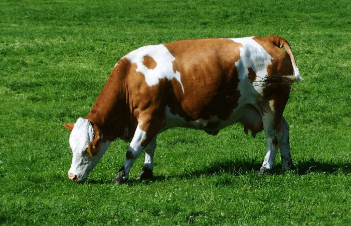 2024年生肖排位表