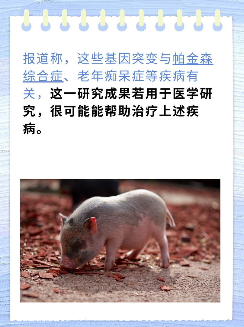 人的dna和猪的dna的相似度