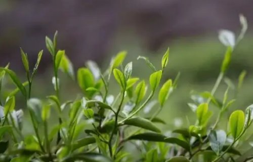 四月二十日是什么日子