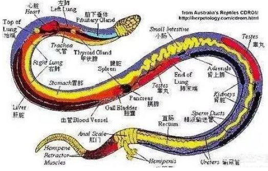 七寸是多少厘米