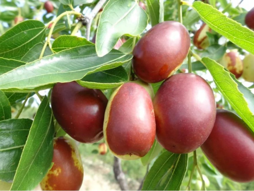 石家庄特产排行榜前十名