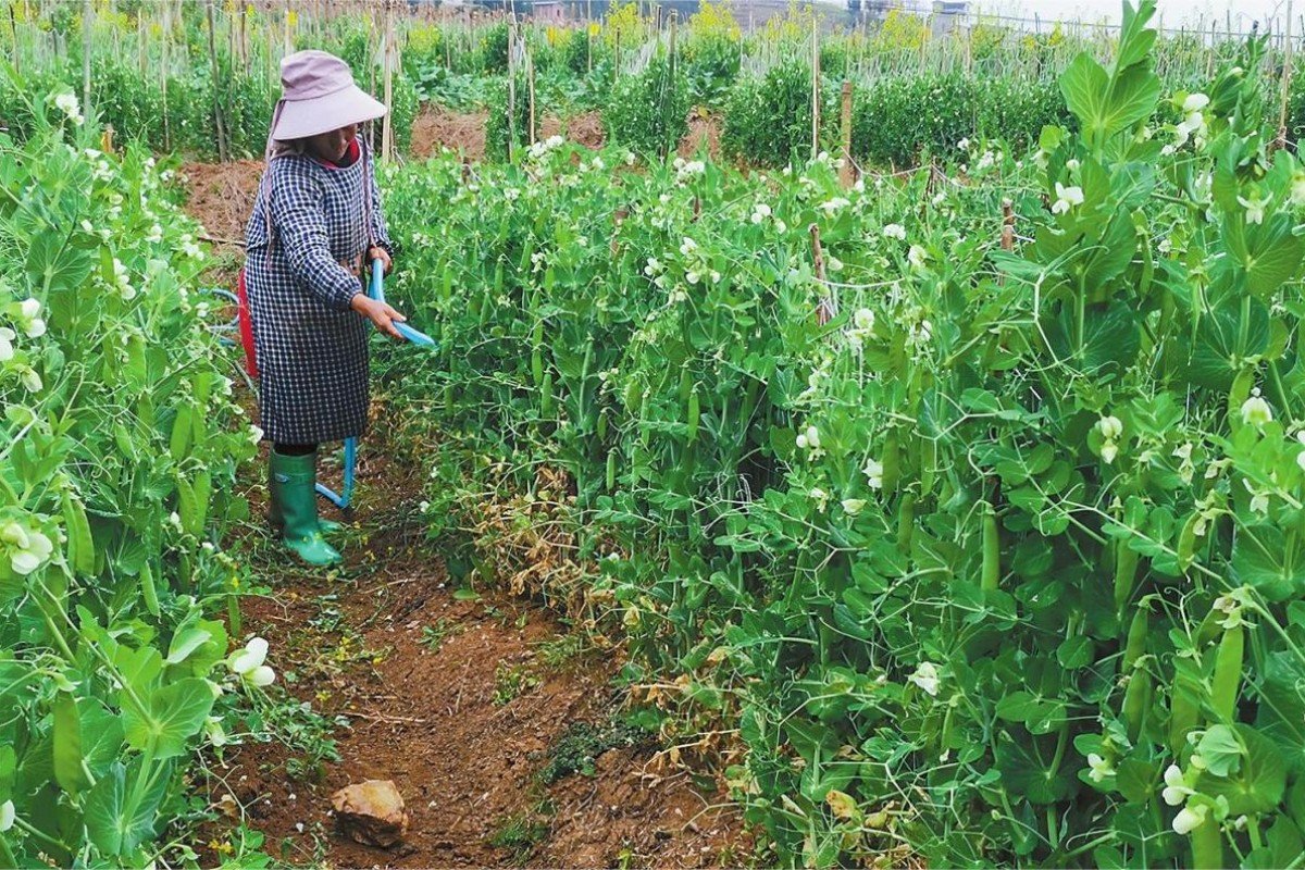 豌组词 两字组词