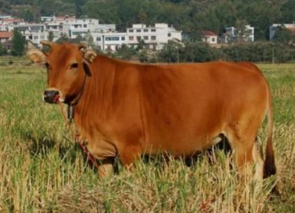 南丹黄牛与隆林黄牛、涠洲黄牛俗称广西“三大黄牛”，它们该如何区分？