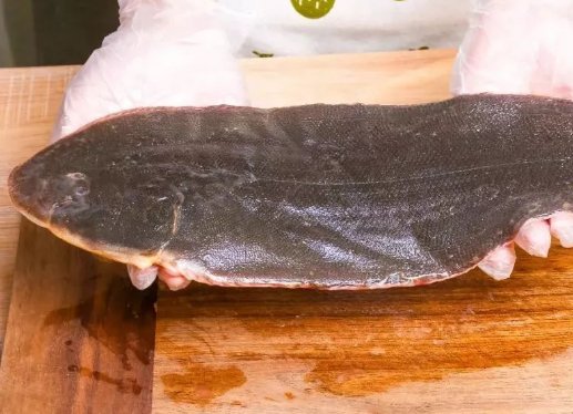 塔嘛鱼和龙利鱼是同一种鱼吗？