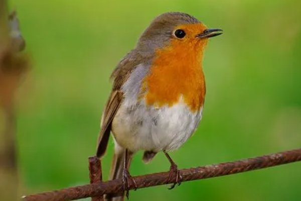 robin的中文是什么