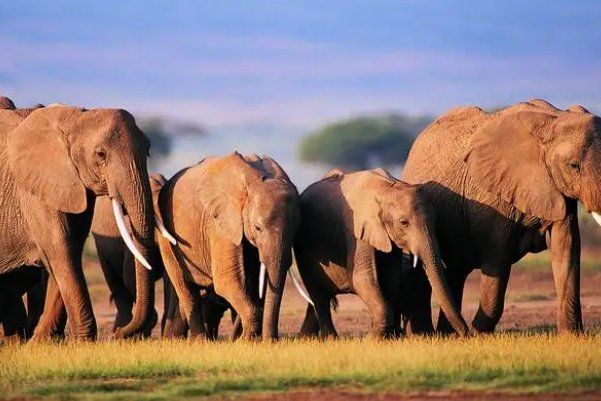 羊入虎口打一生肖最佳答案