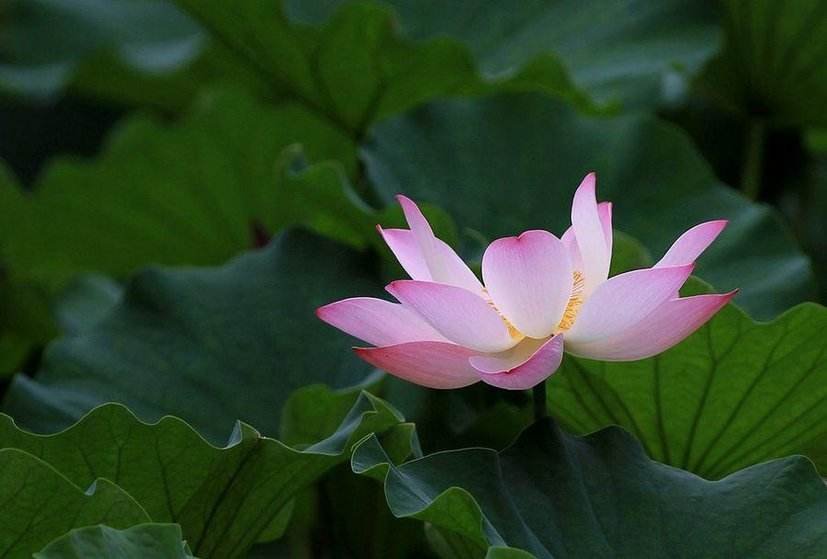 表示花朵的词语(写aaBB式的)有哪些？