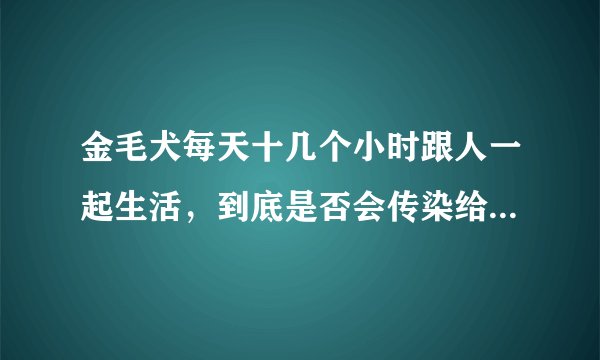 金毛犬每天十几个小时跟人一起生活，到底是否会传染给人类病菌，问题大吗？