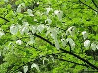 洪桐是什么植物