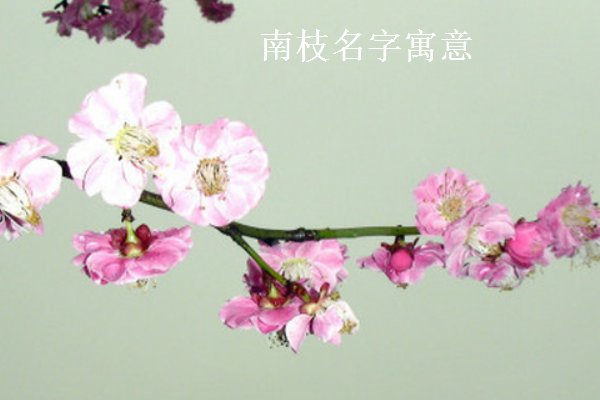 南枝名字寓意