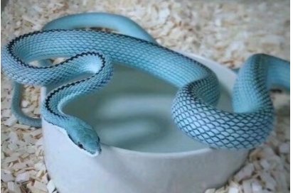 蓝色蓝巴伦蛇有毒吗