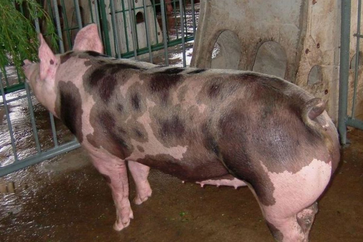 七情六欲是什么生肖呢?