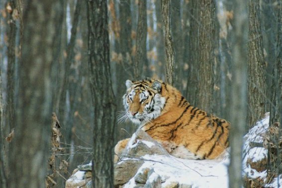 虎虎生威代表什么动物