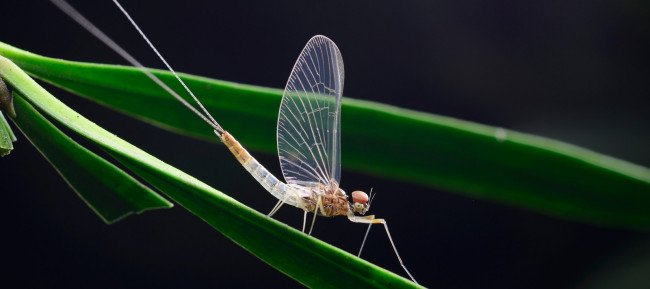 蜉蝣和浮游的区别？