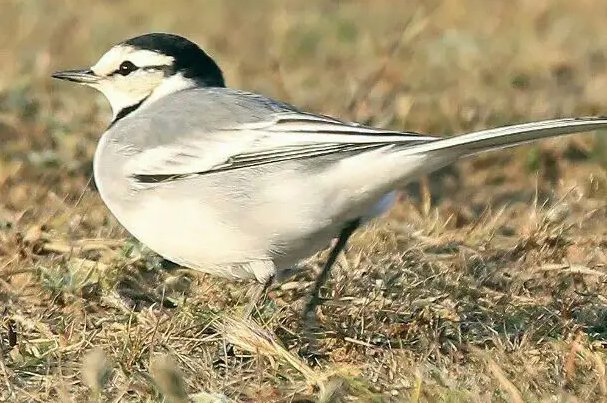 又鸟是什么意思
