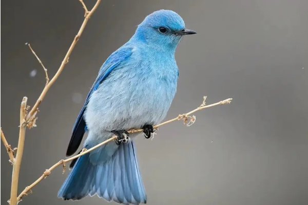 robin的中文是什么