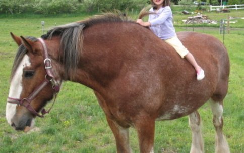 男生说骑大马是什么含义?