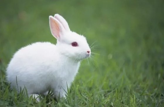 独木成林猜一生肖