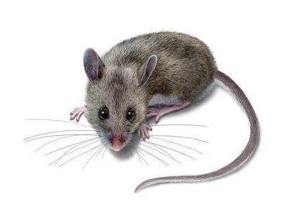 我解释《天下一家打一生肖，夏虫朝菌打一生肖》