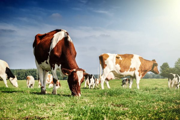 牛羊的象征意义