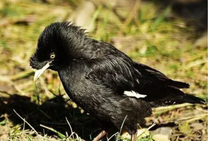 八哥学舌的寓意和道理是什么?