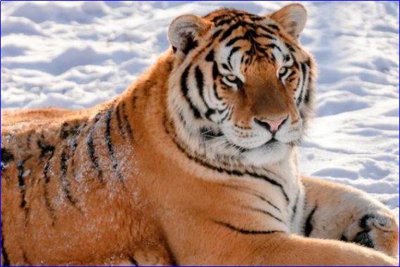 虎虎生威代表什么动物