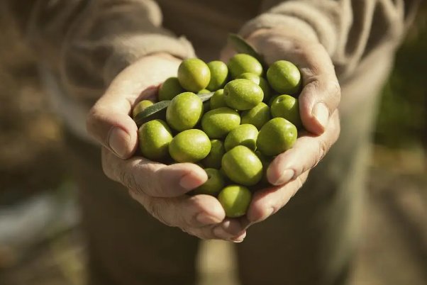 olivia英文名寓意