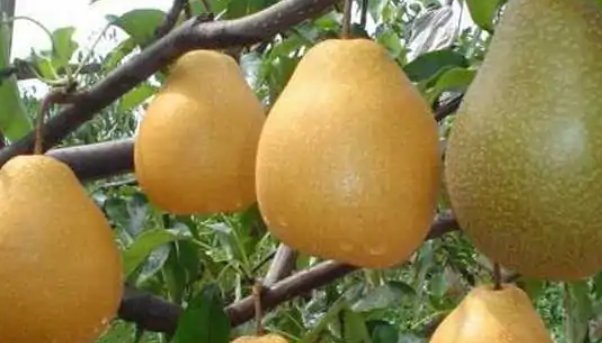 雪梨在超市叫什么梨？