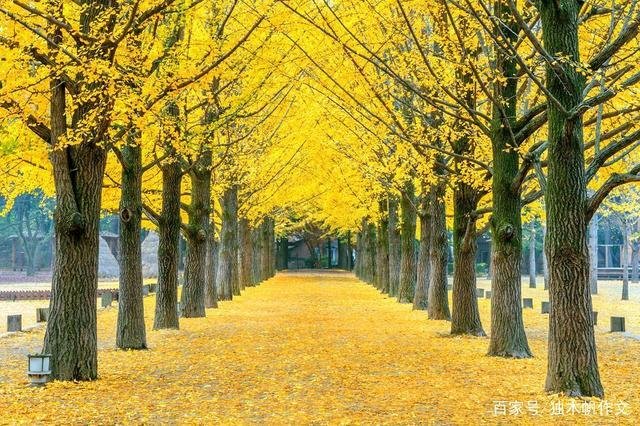 节哀顺变下一句是什么