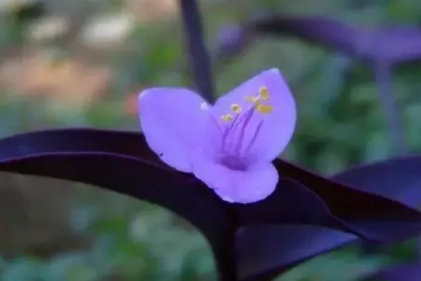 芝兰的解释是什么？