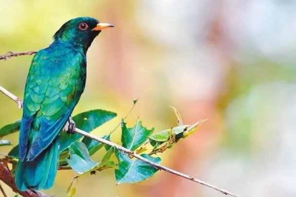 又鸟是什么意思