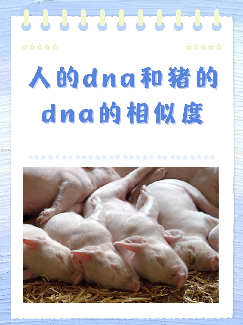人的dna和猪的dna的相似度