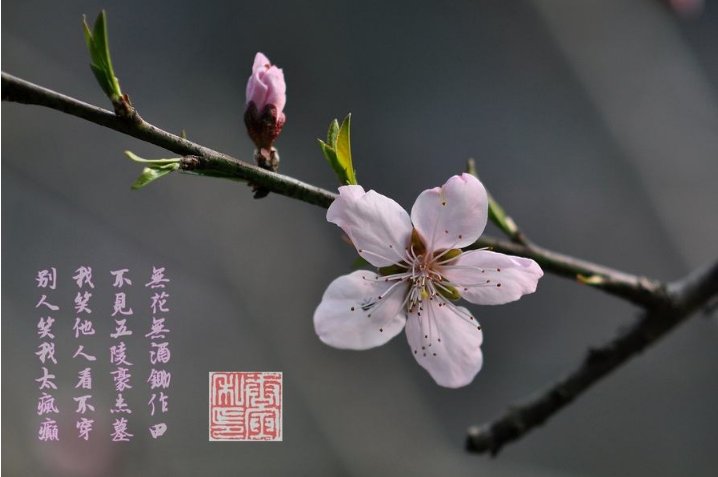 《唐伯虎点秋香》里有句诗句:“不见五陵豪杰墓，无花无酒锄作田”是什么意思?