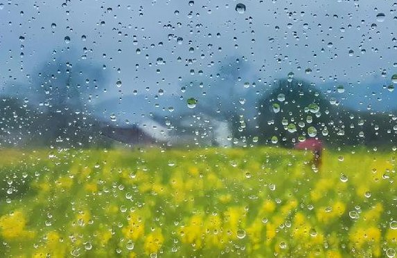 澍怎么读什么意思