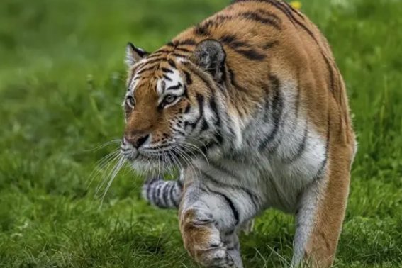 虎虎生威代表什么动物