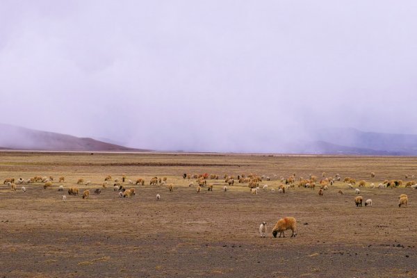 no body是什么意思