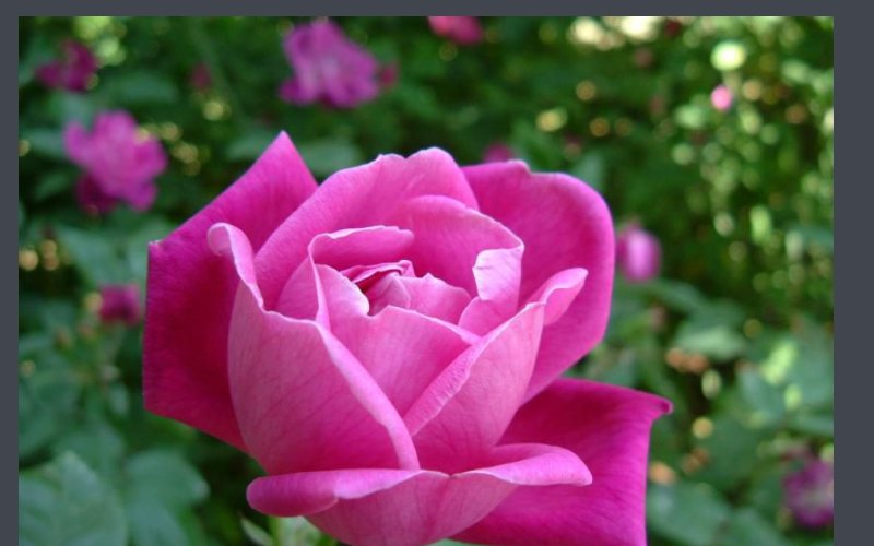 阿罗哈是什么意思？？