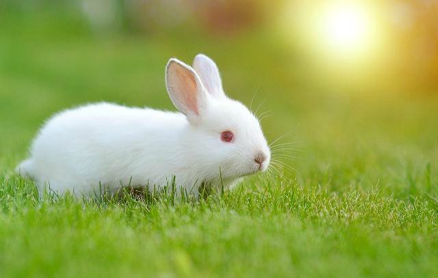 摸不着边打一个生肖