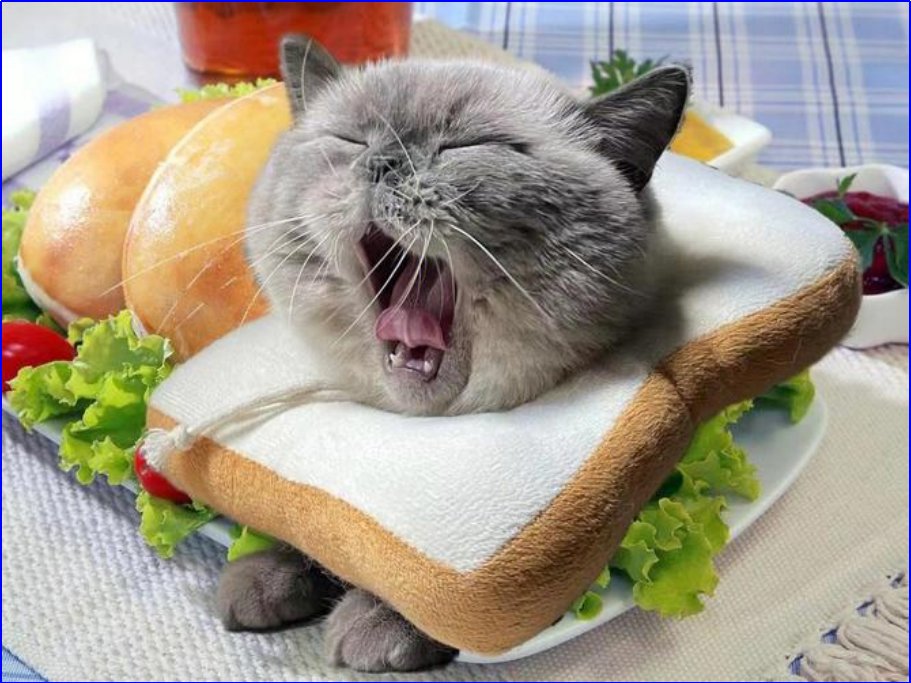 什么叫毫无违和感