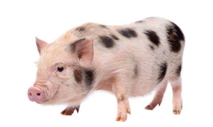 我解释《天下一家打一生肖，夏虫朝菌打一生肖》