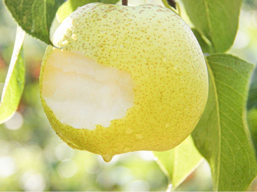 石家庄特产排行榜前十名