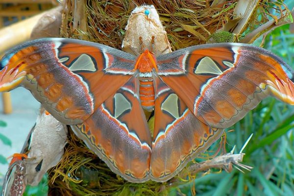 双头蛇蝴蝶有毒吗