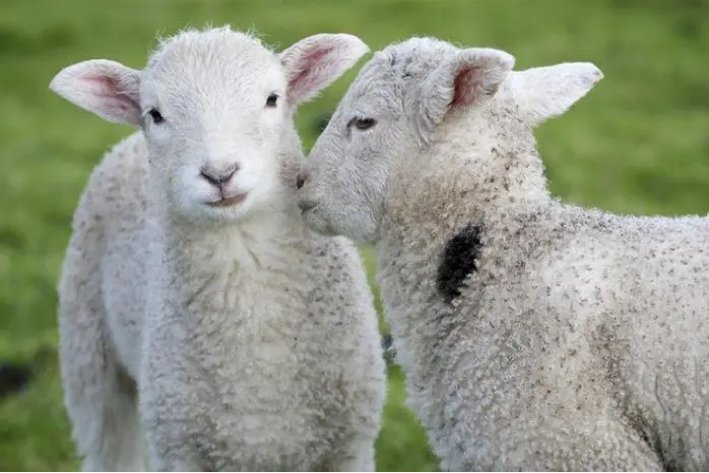 净几明窗是什么动物生肖