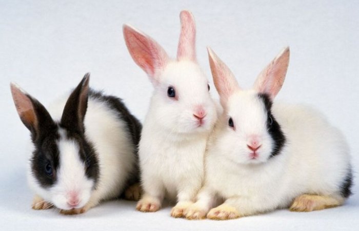 2024年生肖排位表