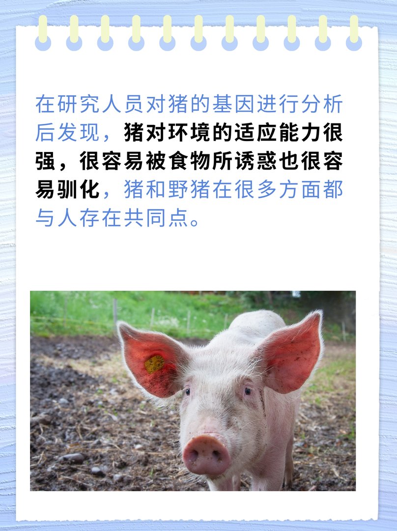 人的dna和猪的dna的相似度