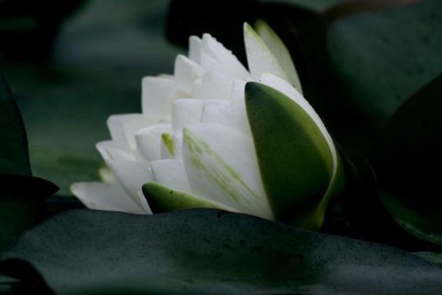 清心寡欲意思是什么