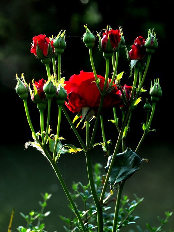 花骨朵儿的拼音