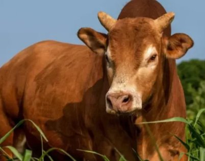 南丹黄牛与隆林黄牛、涠洲黄牛俗称广西“三大黄牛”，它们该如何区分？